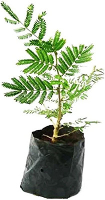 GreensFord Shami/Jand Plant(Hybrid, Pack of 1)