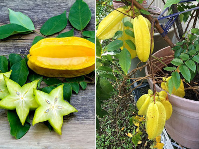 GreenBits Star Fruit Carambola Grafted Plant(Hybrid, Pack of 1)