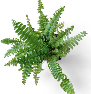 plantstore Boston Fern Compacta Plant(Pack of 1)