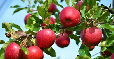 KUMUBON Apple Plant(Hybrid, Pack of 1)
