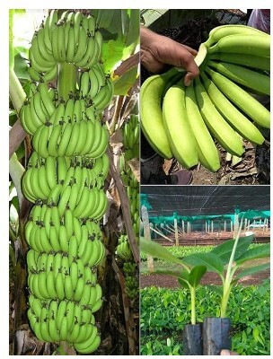 Treeicks Banana Plant(Hybrid, Pack of 1)