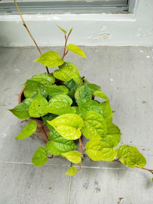 ABEFARIYA Betel Leaf Plant(Hybrid, Pack of 1)