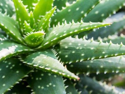 Kapebonavista Aloe Vera Plant(Pack of 1)