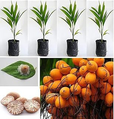 MAITRA AND SONS Betel Nut/Supari Plant(Pack of 1)