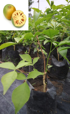 the green dotcom Wood Apple Plant(Hybrid, Pack of 1)