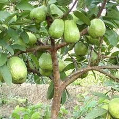 KANAYA Red Guava/Amrud/Amrood Fruit Seed(85 per packet)