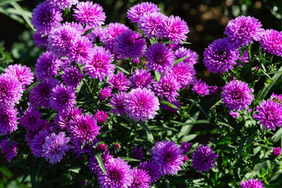 NATURESNURSERYY Chrysanthemums/ Guldavari Plant(Hybrid, Pack of 1)