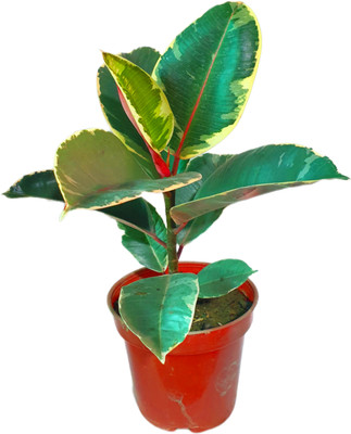 Avijitclan Variegated Rubber Plant(Hybrid, Pack of 1)