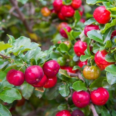 Hug A Plant Cherry Fruit Plant(Hybrid, Pack of 1)