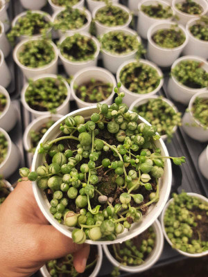 Greenery Nursery String of Pearls(Pack of 1)