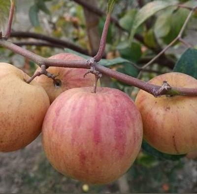 Oxygreenplant Ber Apple Plant(Hybrid, Pack of 1)