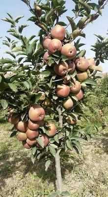 the green dotcom Apple Plant(Hybrid, Pack of 1)