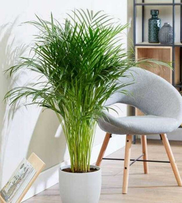 EDEN OF EARTH Areca Palm(Hybrid, Pack of 1)