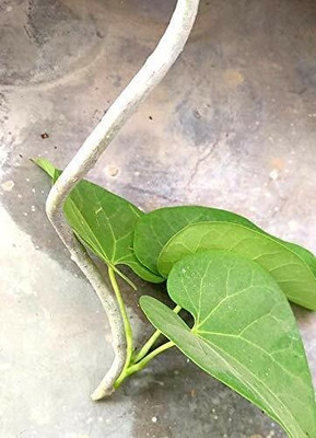 Cloud Farm Giloy Plant(Hybrid, Pack of 25)