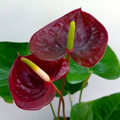 vaibhav biotech Anthurium Plant(Pack of 1)