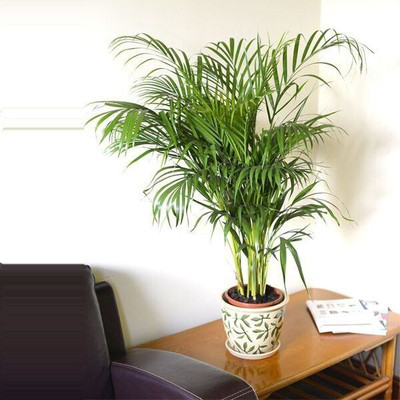 MAMONI TRADERS Areca Palm(Hybrid, Pack of 1)