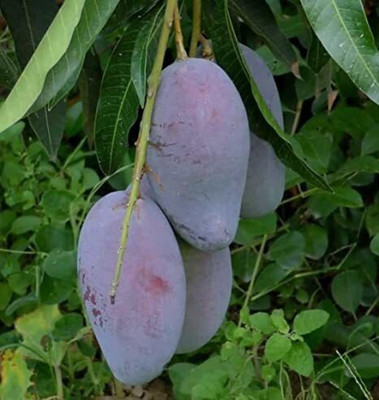 APOSOLUARD Mango Plant(Hybrid, Pack of 1)