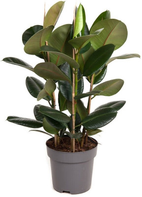 YourPlant Rubber Tree(Hybrid, Pack of 1)