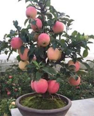 GreenyOn Apple Plant(Hybrid, Pack of 1)