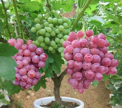 GreenHunt Grapes Plant(Hybrid, Pack of 1)