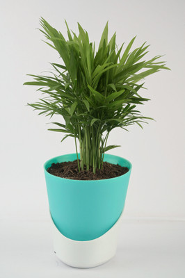 AVR with Happiness inhouse Areca Palm(Pack of 1)