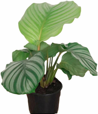 The Four Seasons Calathea Plant(Hybrid, Pack of 1)