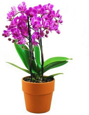 the green dotcom Lily Plant(Hybrid, Pack of 1)
