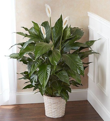 Ukanda Peace Lily Plant(Hybrid, Pack of 1)