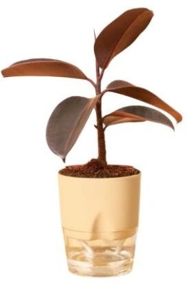 Greenery Rubber Tree(Pack of 1)