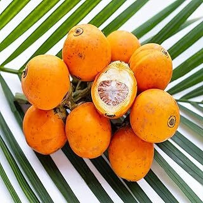 MAITRA AND SONS Betel Nut/Supari Plant(Pack of 1)
