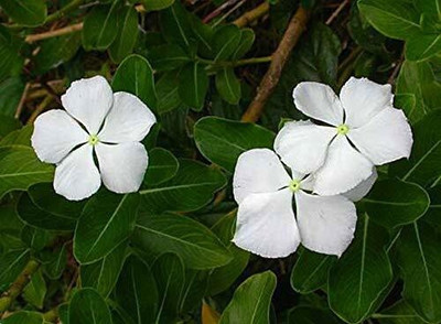 PB EVERGREEN Sadabahar/Periwinkle Plant(Pack of 1)