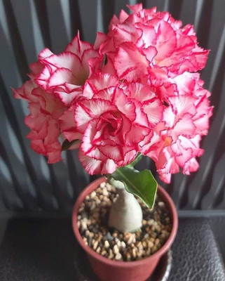 PlantsEarth Adenium Plant(Pack of 1)
