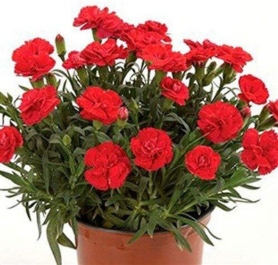 Lorvox Carnation Seed(80 per packet)