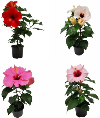 PlantPulse Hibiscus Plant(Hybrid, Pack of 4)