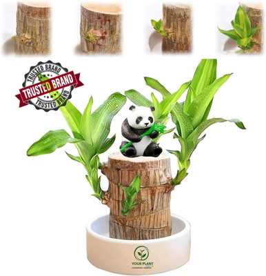 YourPlant Dracaena Plant(Hybrid, Pack of 1)