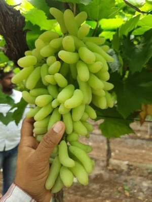 GLOBQRO Grape Plant(Hybrid, Pack of 1)