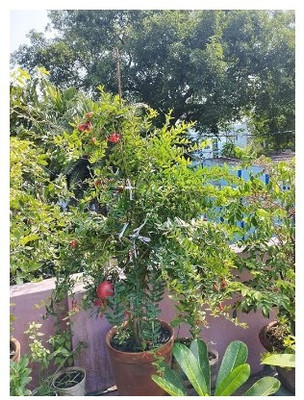 Treeicks Pomegranate Plant(Hybrid, Pack of 1)