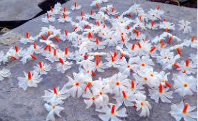 ABEFARIYA Parijat/Harsingar Plant(Hybrid, Pack of 1)