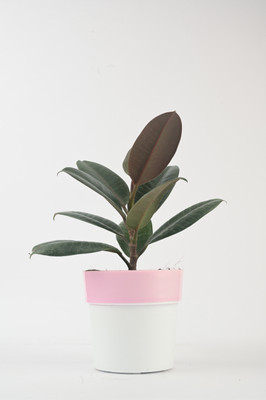 Cloud Farm Areca Palm(Hybrid, Pack of 1)