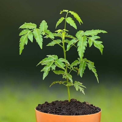 APOSOLUARD Neem Plant(Hybrid, Pack of 1)