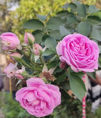 GISLENUS Rose Plant(Hybrid, Pack of 1)