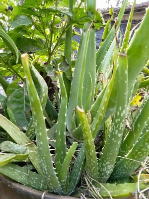 MAITRA AND SONS Aloe Vera Plant(Hybrid, Pack of 1)