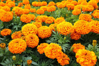 DEYS AGRO ® Hybrid Marigold Seeds for All Seasons - 170 Flower Seed(170 per packet)