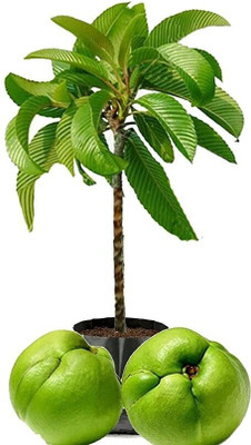 Cloud Farm Elephant Apple Plant(Hybrid, Pack of 1)