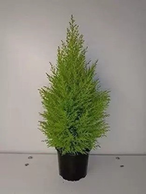 GreenyOn Christmas Tree Plant(Hybrid, Pack of 1)