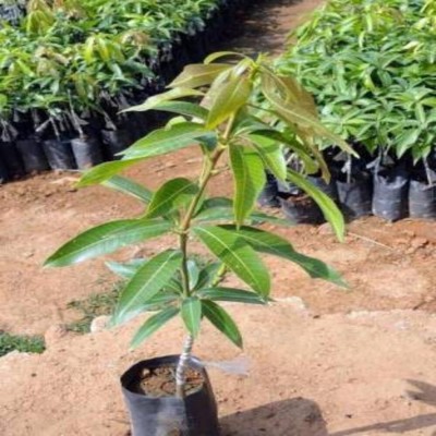 Entacloo Mango Plant(Hybrid, Pack of 1)