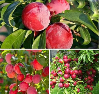 GreenLife Aloo Bukhara/Plum Plant(Hybrid, Pack of 1)