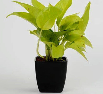 Bakuchi Money Plant(Hybrid, Pack of 1)