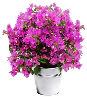 AFARTIOBINA Bougainvillea Plant(Hybrid, Pack of 1)