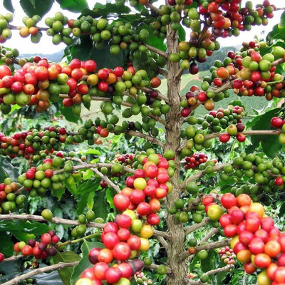 LifeShowMe Coffee Plant(Hybrid, Pack of 1)